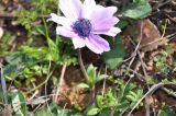 Anemone hortensis