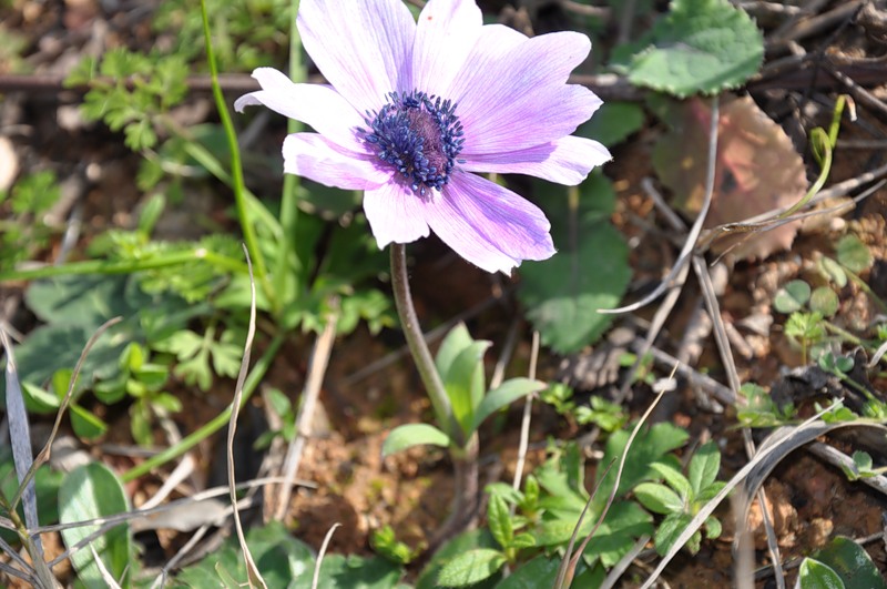 Изображение особи Anemone hortensis.