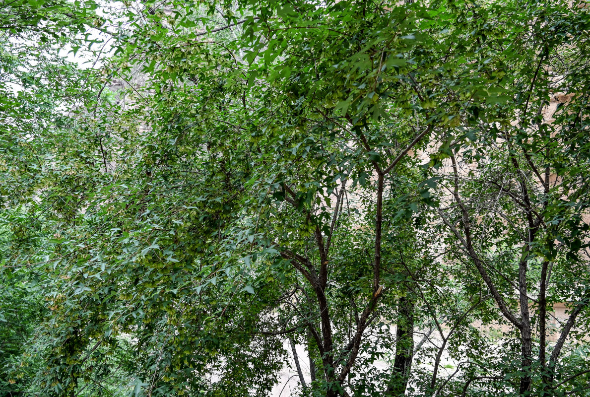 Изображение особи род Acer.