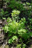 Chelidonium majus