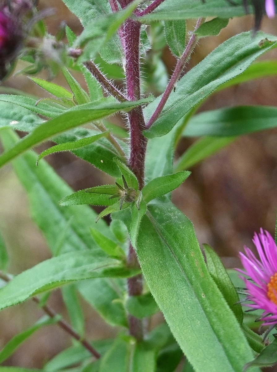 Image of Symphyotrichum novae-angliae specimen.