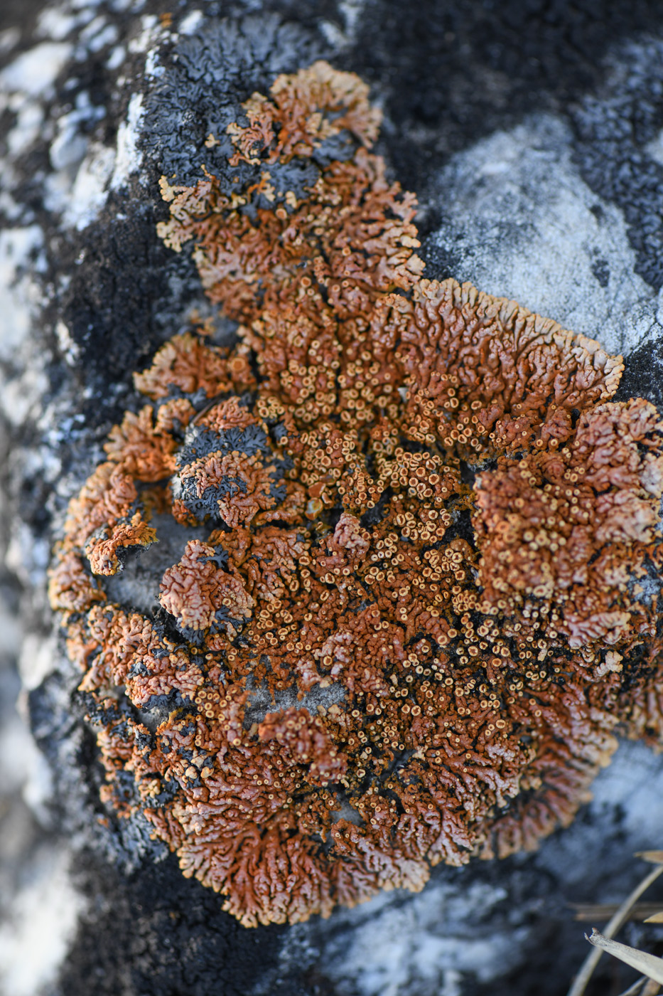 Image of Rusavskia elegans specimen.