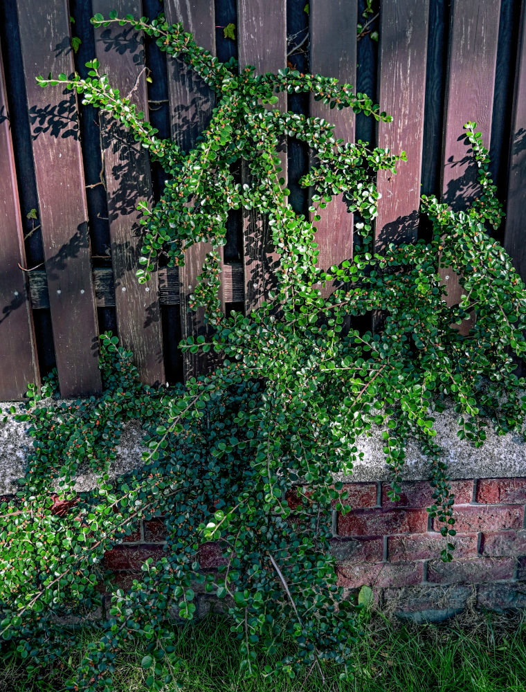 Image of Cotoneaster horizontalis specimen.