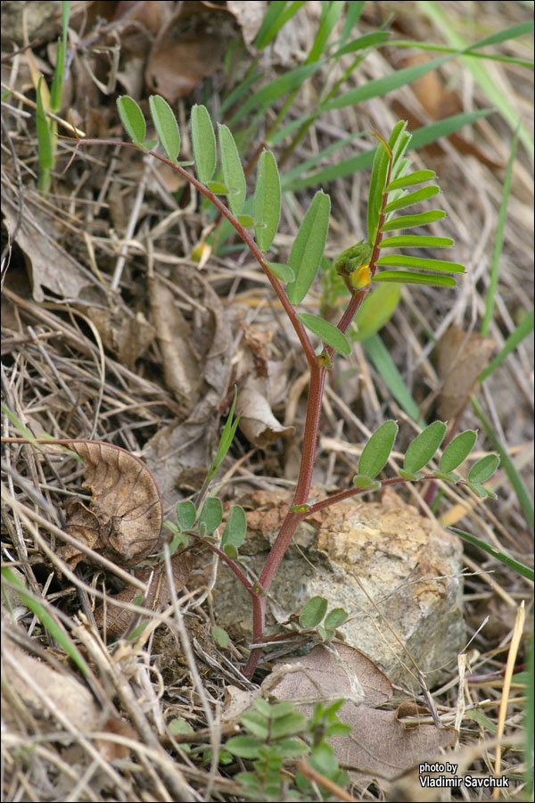 Image of Vicia grandiflora specimen.