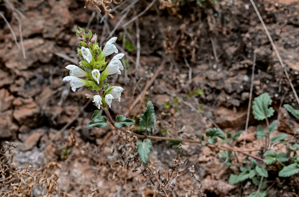 Image of Dracocephalum heterophyllum specimen.