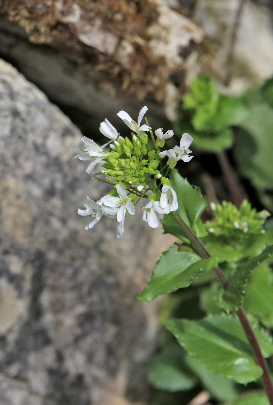 Image of Arabis nordmanniana specimen.