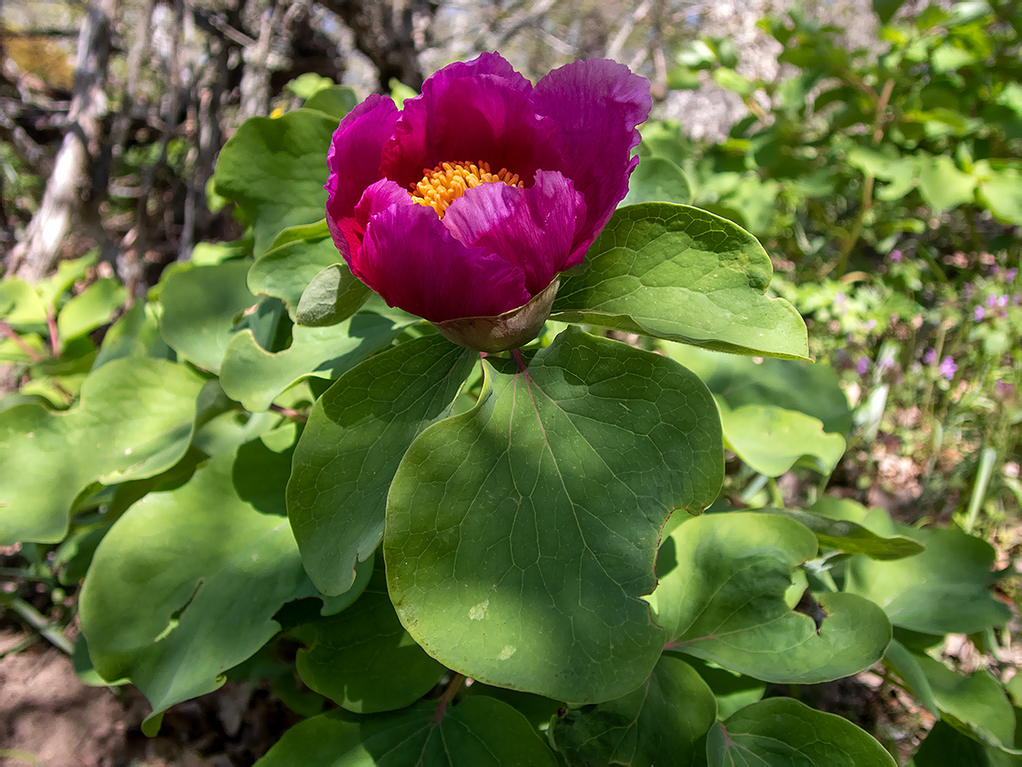 Изображение особи Paeonia daurica.