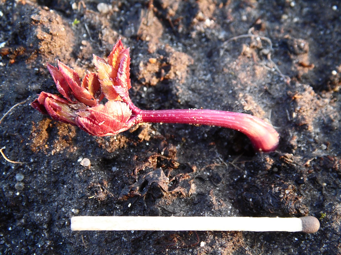 Image of Tommasinia altissima specimen.