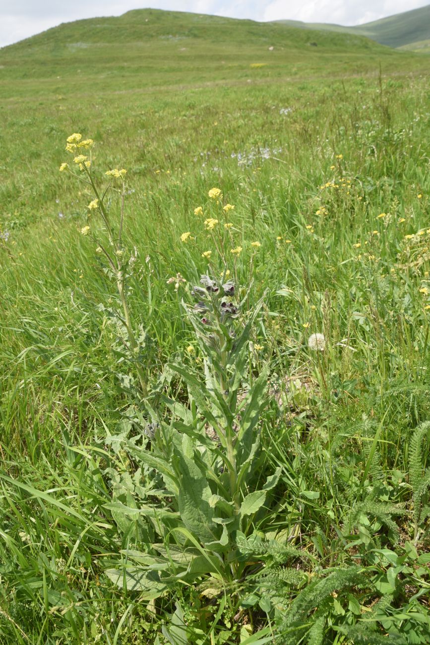 Изображение особи Неопознанный вид.