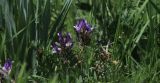 Astragalus masenderanus. Часть цветущего растения. Казахстан, Таласский Алатау, плато каньона р. Аксу. 01.05.2026.