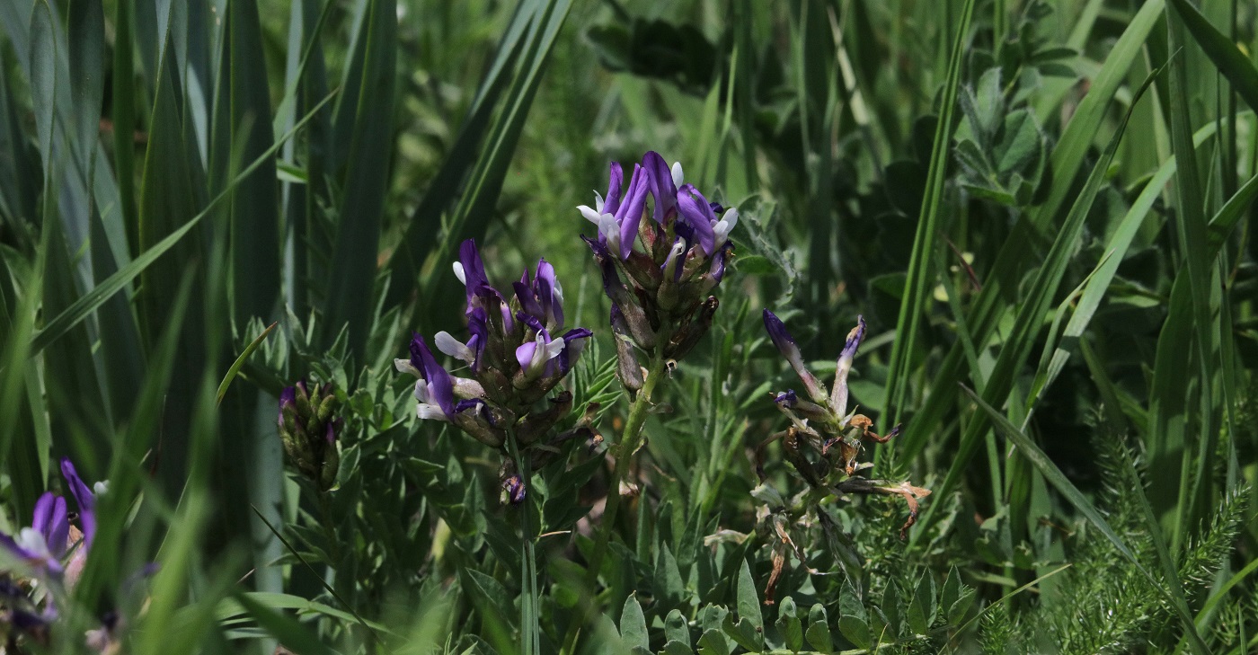 Image of Astragalus masenderanus specimen.