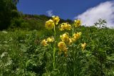 genus Lilium