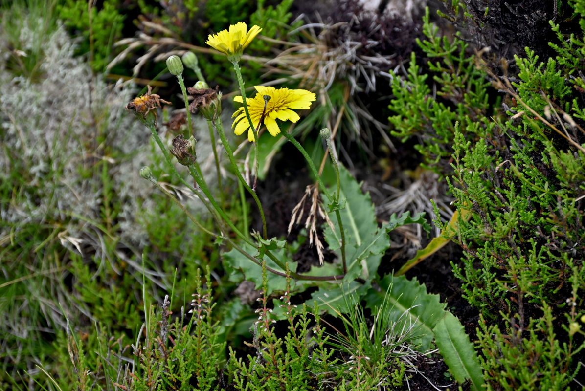 Image of Tolpis azorica specimen.