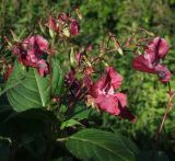 Impatiens glandulifera. Соцветия с цветками, плодами и бутонами и части листьев. Магаданская обл., г. Магадан, заросший глубокий пустырь, на обочине. 23.08.2025.