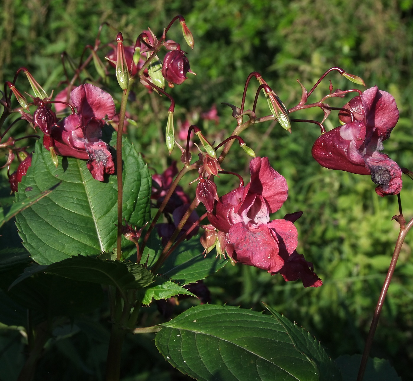 Image of Impatiens glandulifera specimen.