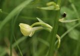 семейство Orchidaceae. Бутон. Приморский край, Уссурийский гор. округ, с. Монакино, опушка широколиственного леса. 14.06.2026.