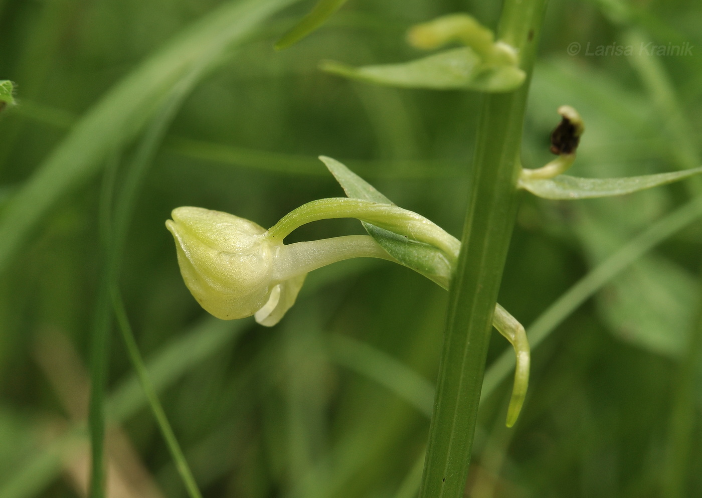 Изображение особи Platanthera densa.