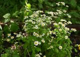 Pyrethrum parthenium. Цветущие растения. Московская обл., ГО Подольск, мкр-н Климовск, разбитый в лесу цветник у пос. Леспроект. 26.06.2026.