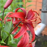 genus Lilium