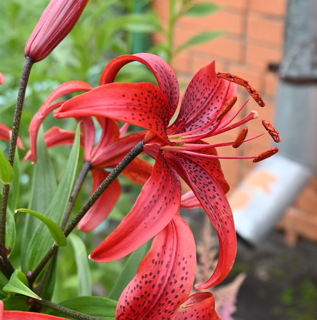 Image of genus Lilium specimen.