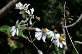 Montanoa bipinnatifida