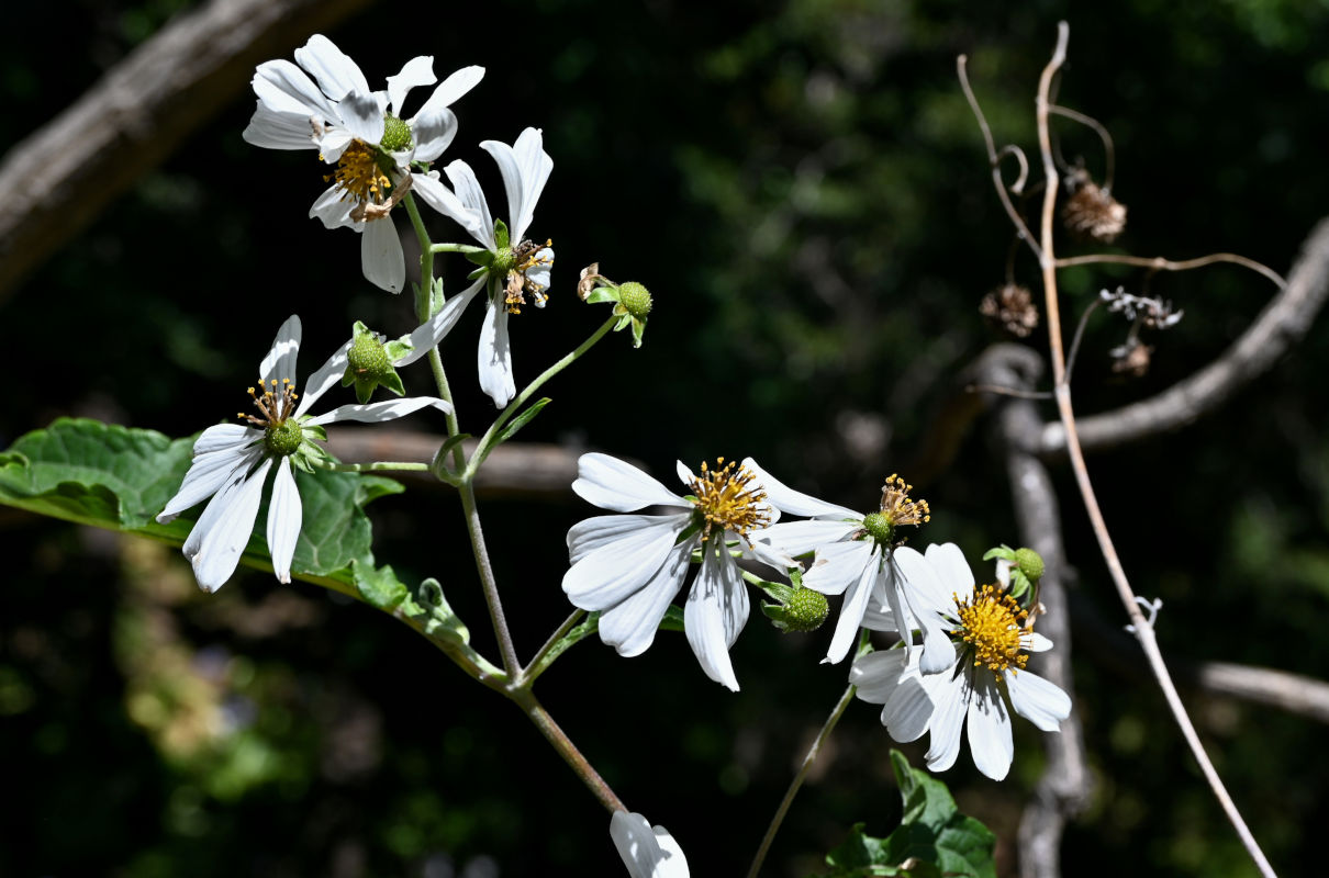Image of Montanoa bipinnatifida specimen.