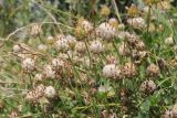 Trifolium fragiferum. Верхушки побегов с соплодиями. Крым, Бахчисарай, берег вдхр. Эгиз-Оба. 03.08.2026.