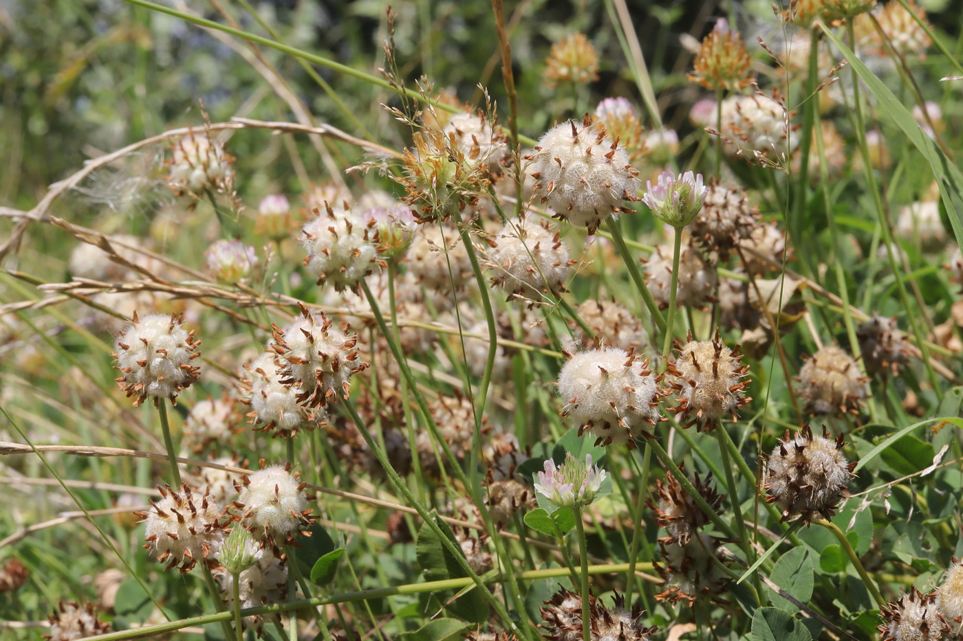 Image of Trifolium fragiferum specimen.