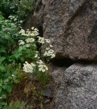 Pyrethrum parthenifolium