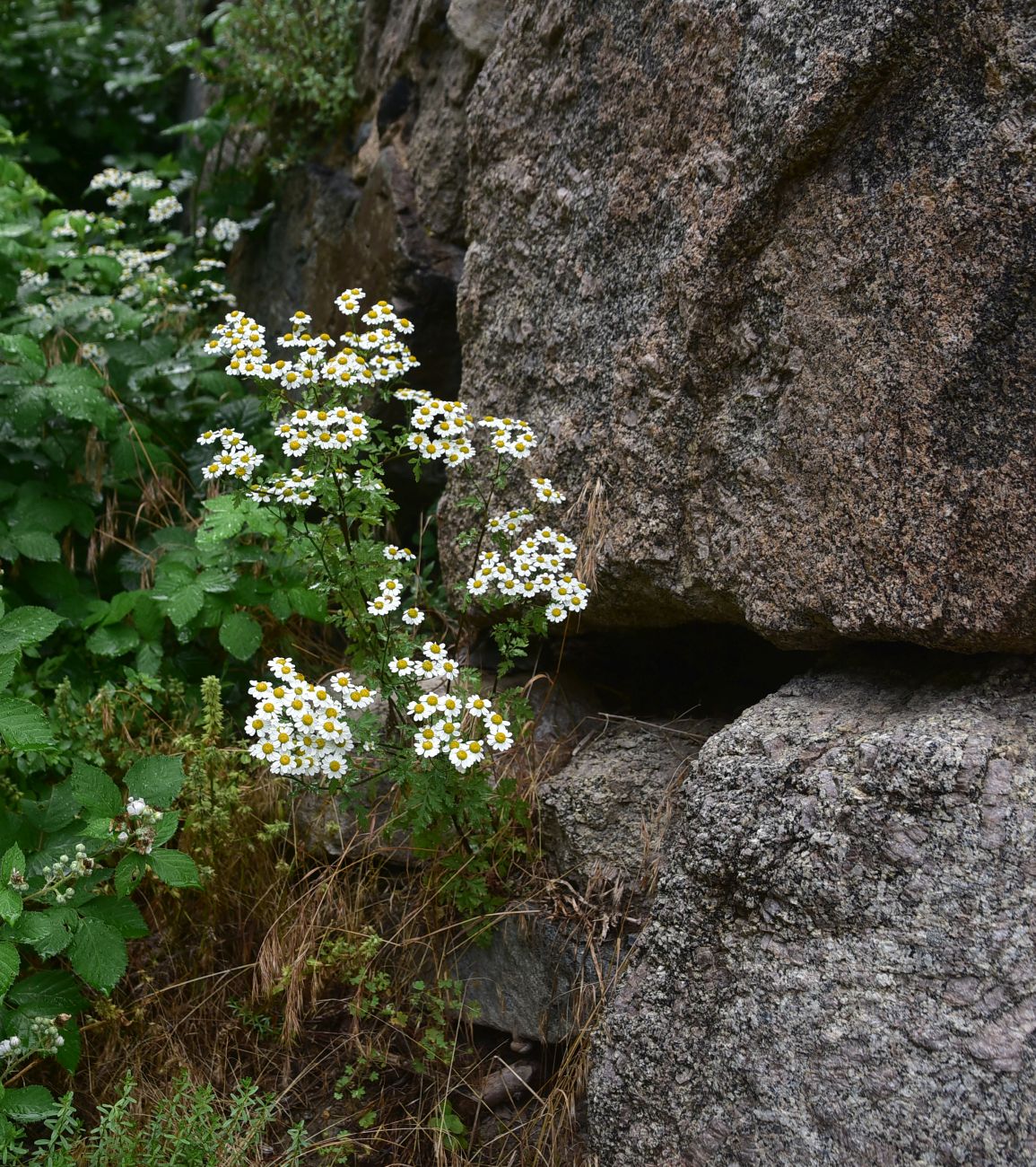 Image of Pyrethrum parthenifolium specimen.