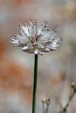 Allium saxatile. Соцветие. Кабардино-Балкария, Чегемский р-н, дол. р. Чегем, окр. т/б \"Башиль\", склон пика Турист, ≈ 2300 м н.у.м., каменистый склон. 03.08.2026.