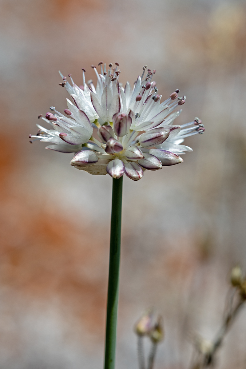 Изображение особи Allium saxatile.