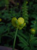 Ranunculus monophyllus