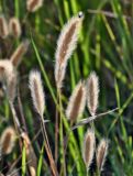 familia Poaceae. Соплодия. Португалия, г. Лиссабон, берег р. Тежу, окраина песчаного пляжа. 16.06.2026.
