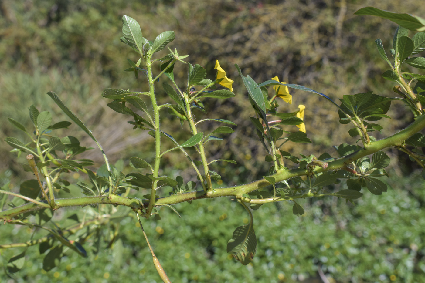 Image of Ludwigia peploides specimen.