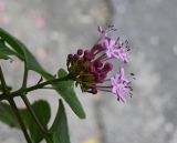 Clerodendrum bungei