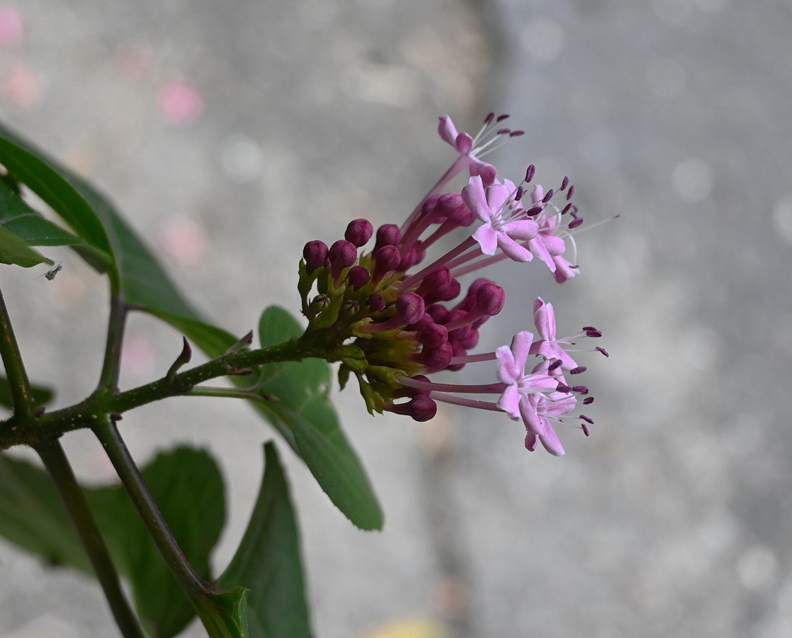 Image of Clerodendrum bungei specimen.