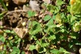 Scutellaria orientalis