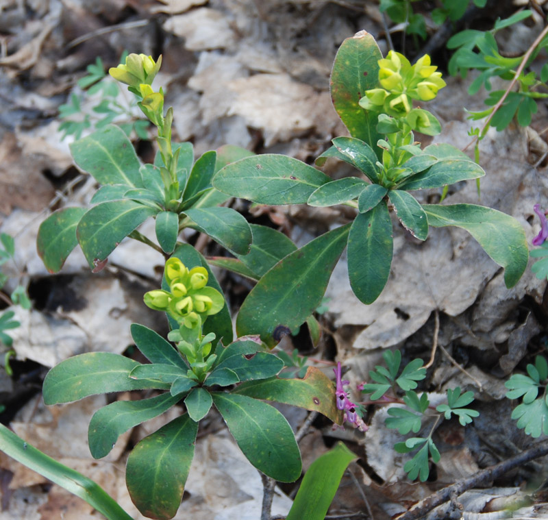 Изображение особи Euphorbia amygdaloides.