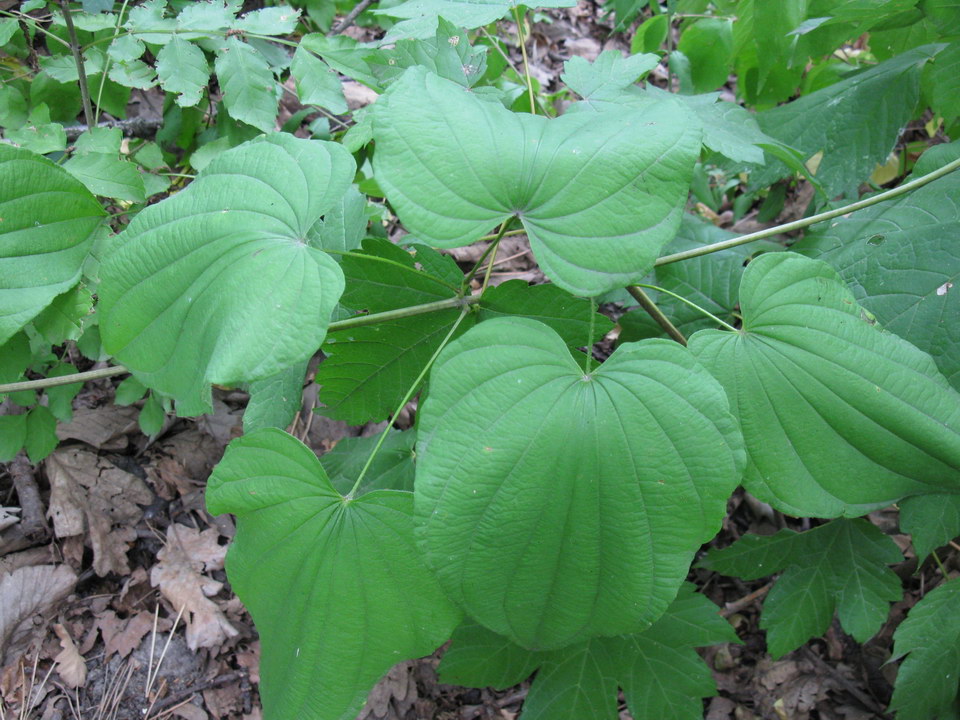 Image of Dioscorea caucasica specimen.