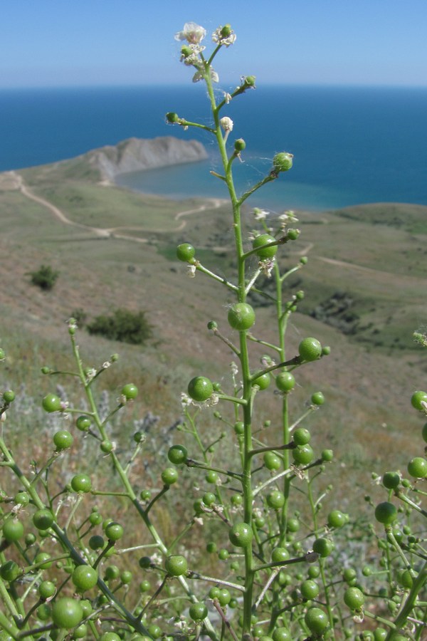 Изображение особи Crambe aspera.