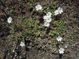 Cerastium alpinum