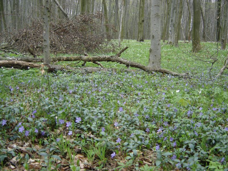 Image of Vinca minor specimen.