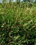 Aconogonon divaricatum. Куртина зацветающих растений. Москва, ГБС РАН, в культуре. 01.07.2011.