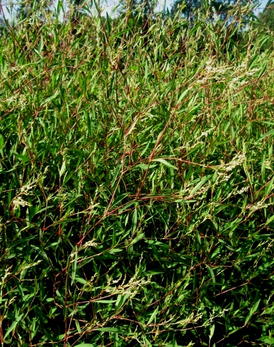 Image of Aconogonon divaricatum specimen.