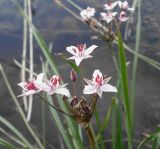 Butomus umbellatus