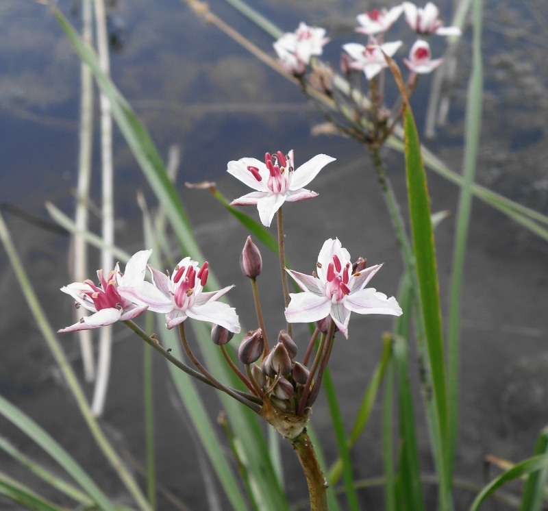 Изображение особи Butomus umbellatus.