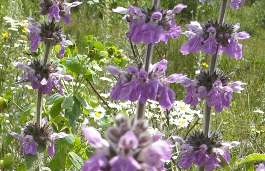 Image of genus Stachys specimen.