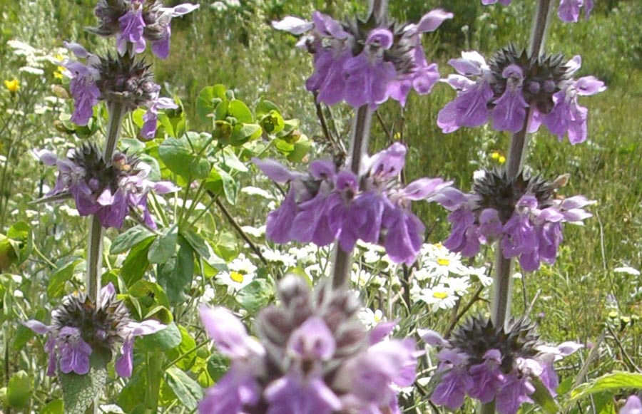 Изображение особи род Stachys.