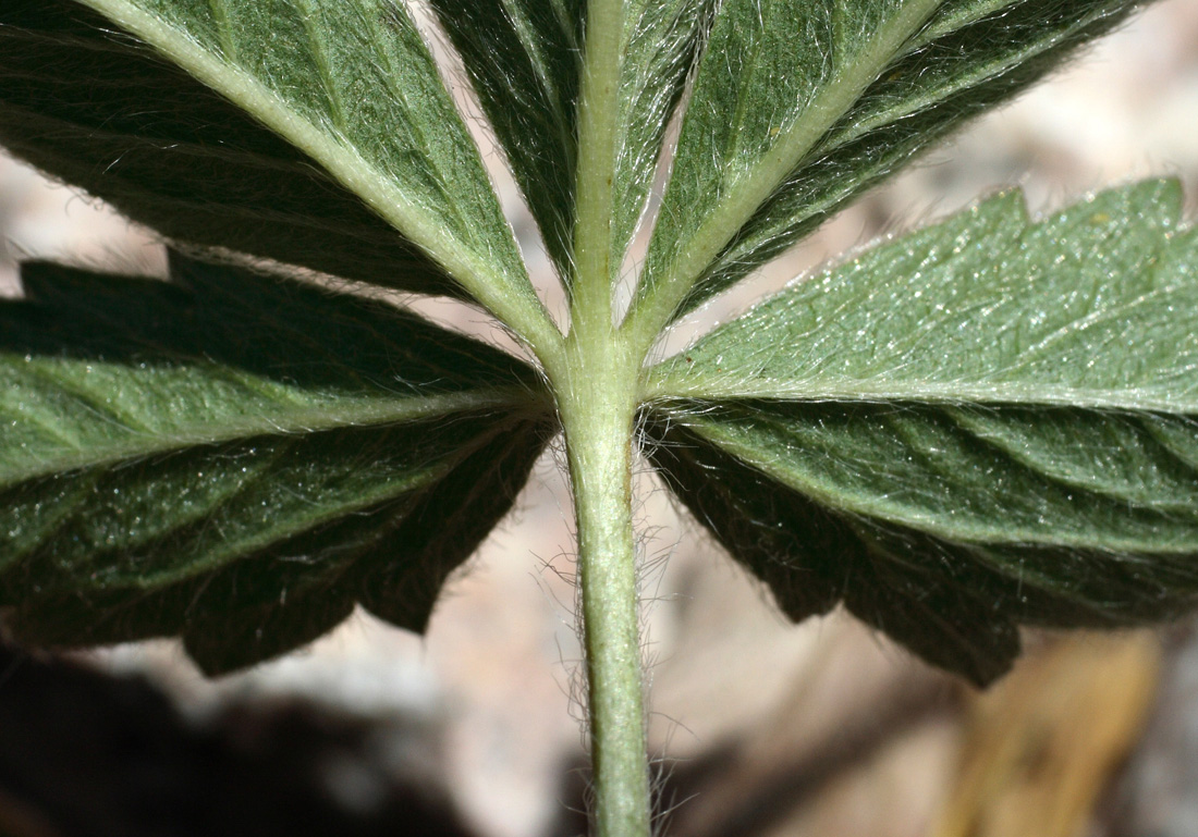 Image of Potentilla asiatica specimen.